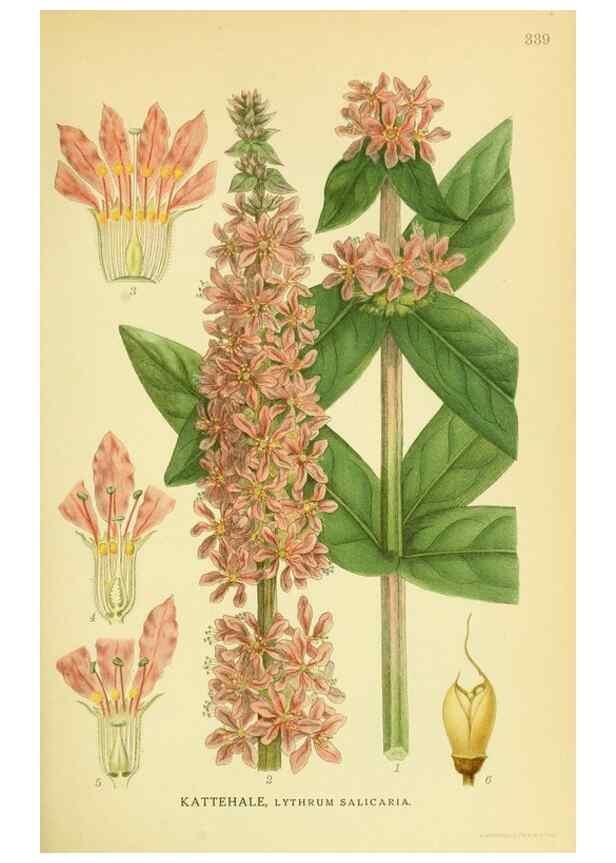 Reproducción/Reproduction 8147586949: Billeder af nordens flora,. København,G.E.C. Gad's forlag,1917-1927.
