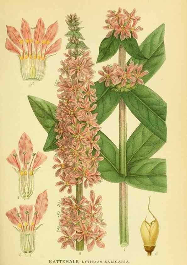 Reproducción/Reproduction 8147586949: Billeder af nordens flora,. København,G.E.C. Gad's forlag,1917-1927.