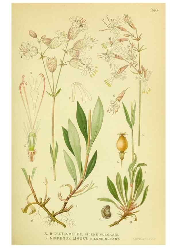 Reproducción/Reproduction 8147620076: Billeder af nordens flora,. København,G.E.C. Gad's forlag,1917-1927.