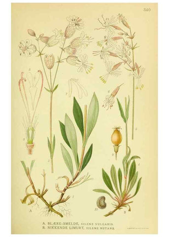 Reproducción/Reproduction 8147620076: Billeder af nordens flora,. København,G.E.C. Gad's forlag,1917-1927.