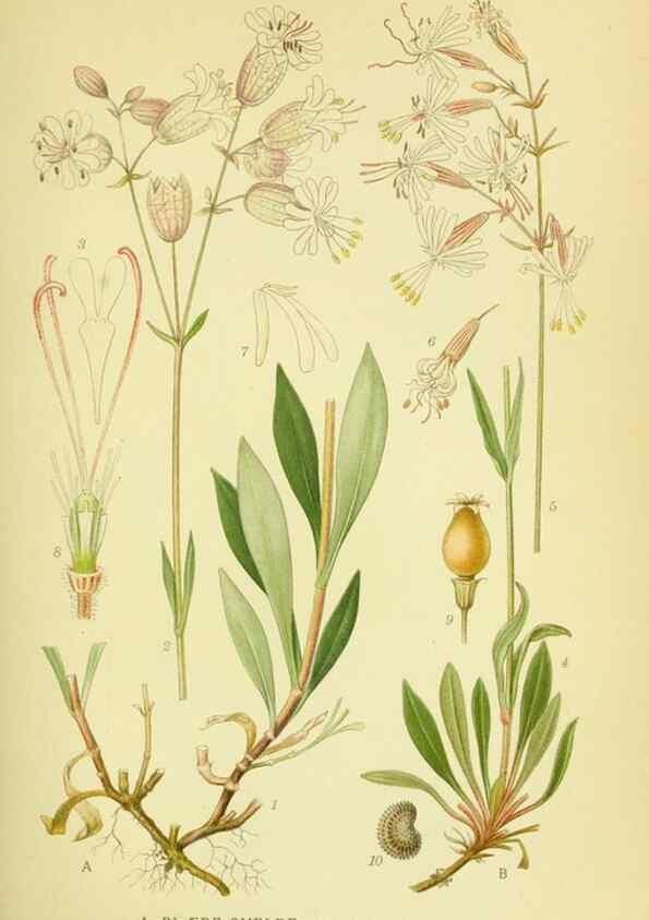 Reproducción/Reproduction 8147620076: Billeder af nordens flora,. København,G.E.C. Gad's forlag,1917-1927.