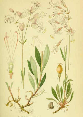 Reproducción/Reproduction 8147620076: Billeder af nordens flora,. København,G.E.C. Gad's forlag,1917-1927.