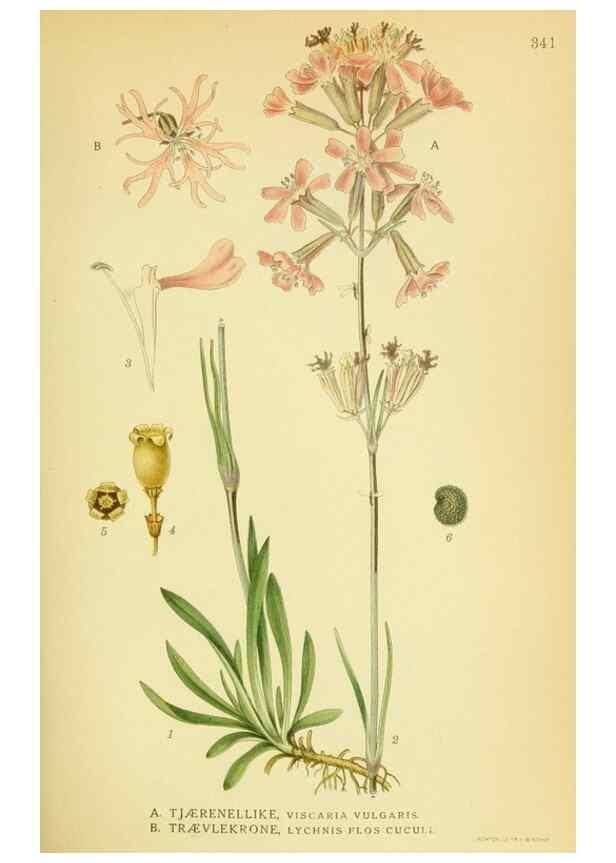Reproducción/Reproduction 8147588009: Billeder af nordens flora,. København,G.E.C. Gad's forlag,1917-1927.