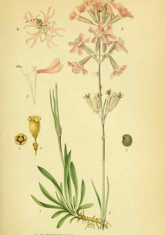 Reproducción/Reproduction 8147588009: Billeder af nordens flora,. København,G.E.C. Gad's forlag,1917-1927.