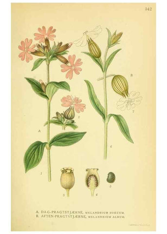 Reproducción/Reproduction 8147588507: Billeder af nordens flora,. København,G.E.C. Gad's forlag,1917-1927.