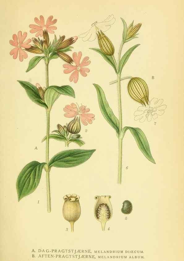 Reproducción/Reproduction 8147588507: Billeder af nordens flora,. København,G.E.C. Gad's forlag,1917-1927.
