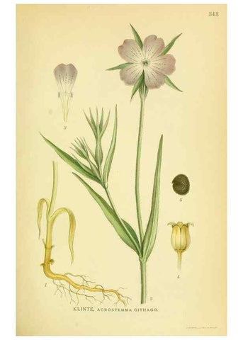 Reproducción/Reproduction 8147621556: Billeder af nordens flora,. København,G.E.C. Gad's forlag,1917-1927.