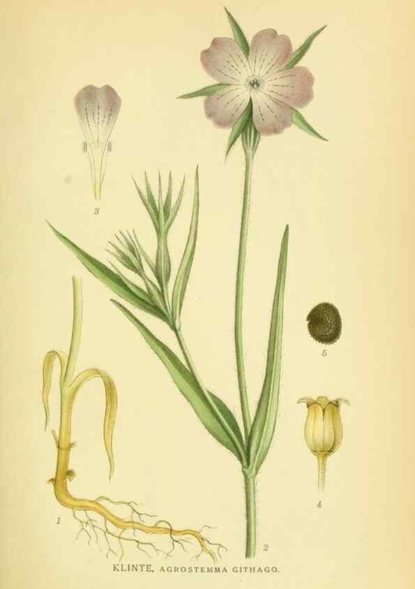 Reproducción/Reproduction 8147621556: Billeder af nordens flora,. København,G.E.C. Gad's forlag,1917-1927.