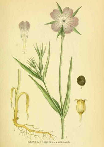 Reproducción/Reproduction 8147621556: Billeder af nordens flora,. København,G.E.C. Gad's forlag,1917-1927.
