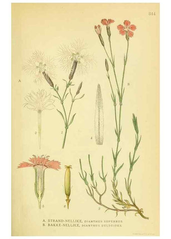 Reproducción/Reproduction 8147622024: Billeder af nordens flora,. København,G.E.C. Gad's forlag,1917-1927.