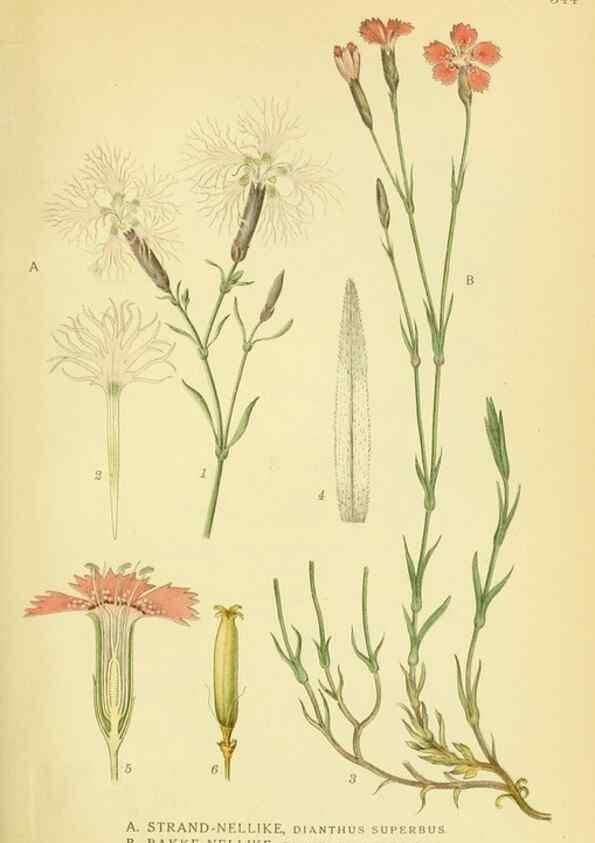 Reproducción/Reproduction 8147622024: Billeder af nordens flora,. København,G.E.C. Gad's forlag,1917-1927.