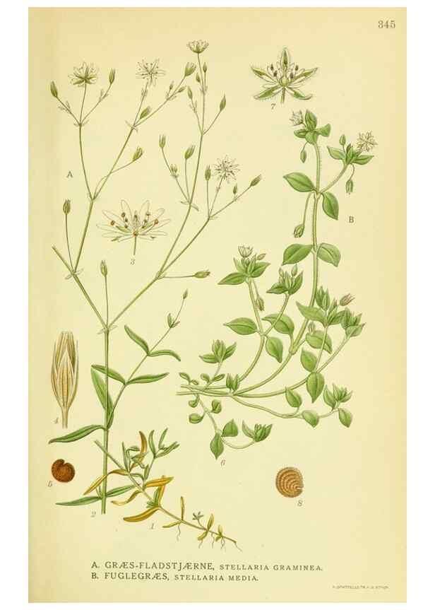 Reproducción/Reproduction 8147589779: Billeder af nordens flora,. København,G.E.C. Gad's forlag,1917-1927.