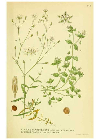 Reproducción/Reproduction 8147589779: Billeder af nordens flora,. København,G.E.C. Gad's forlag,1917-1927.