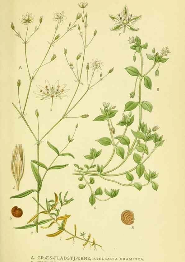 Reproducción/Reproduction 8147589779: Billeder af nordens flora,. København,G.E.C. Gad's forlag,1917-1927.