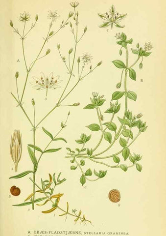 Reproducción/Reproduction 8147589779: Billeder af nordens flora,. København,G.E.C. Gad's forlag,1917-1927.