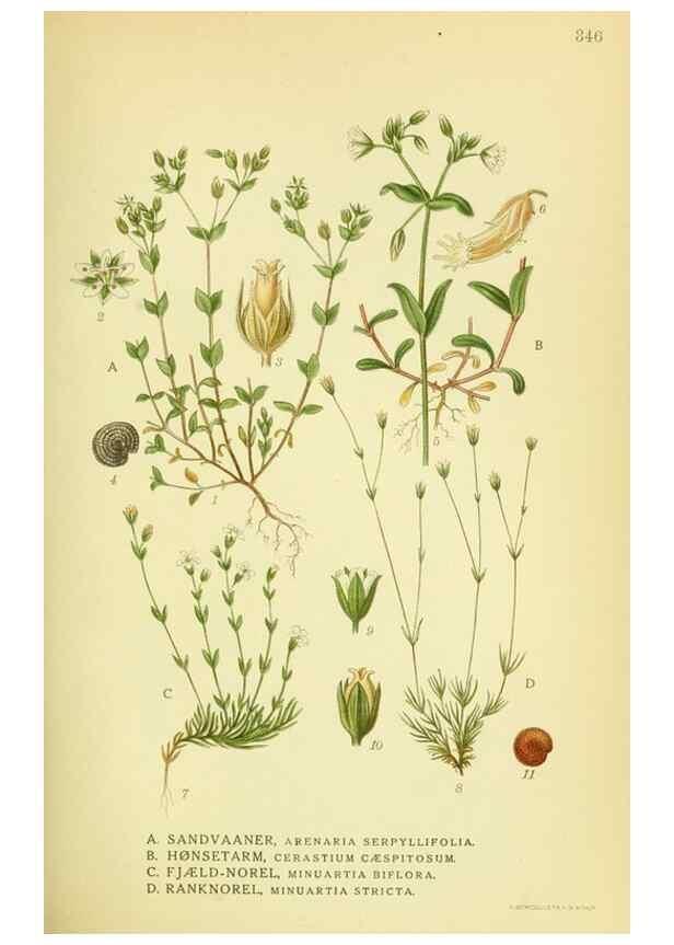Reproducción/Reproduction 8147623000: Billeder af nordens flora,. København,G.E.C. Gad's forlag,1917-1927.