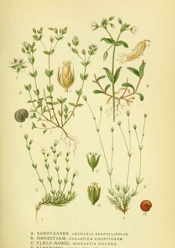 Reproducción/Reproduction 8147623000: Billeder af nordens flora,. København,G.E.C. Gad's forlag,1917-1927.