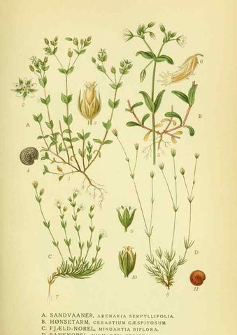 Reproducción/Reproduction 8147623000: Billeder af nordens flora,. København,G.E.C. Gad's forlag,1917-1927.