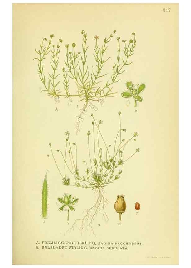 Reproducción/Reproduction 8147623634: Billeder af nordens flora,. København,G.E.C. Gad's forlag,1917-1927.