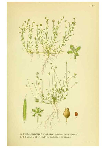Reproducción/Reproduction 8147623634: Billeder af nordens flora,. København,G.E.C. Gad's forlag,1917-1927.