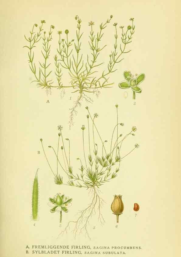 Reproducción/Reproduction 8147623634: Billeder af nordens flora,. København,G.E.C. Gad's forlag,1917-1927.