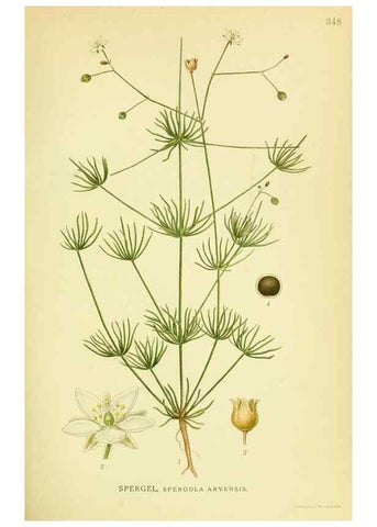 Reproducción/Reproduction 8147591335: Billeder af nordens flora,. København,G.E.C. Gad's forlag,1917-1927.