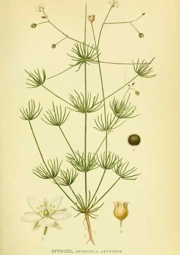 Reproducción/Reproduction 8147591335: Billeder af nordens flora,. København,G.E.C. Gad's forlag,1917-1927.