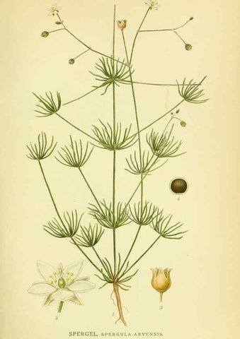 Reproducción/Reproduction 8147591335: Billeder af nordens flora,. København,G.E.C. Gad's forlag,1917-1927.