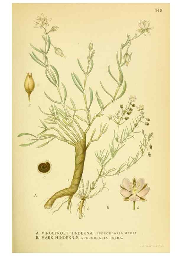 Reproducción/Reproduction 8147591771: Billeder af nordens flora,. København,G.E.C. Gad's forlag,1917-1927.