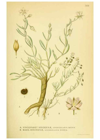 Reproducción/Reproduction 8147591771: Billeder af nordens flora,. København,G.E.C. Gad's forlag,1917-1927.