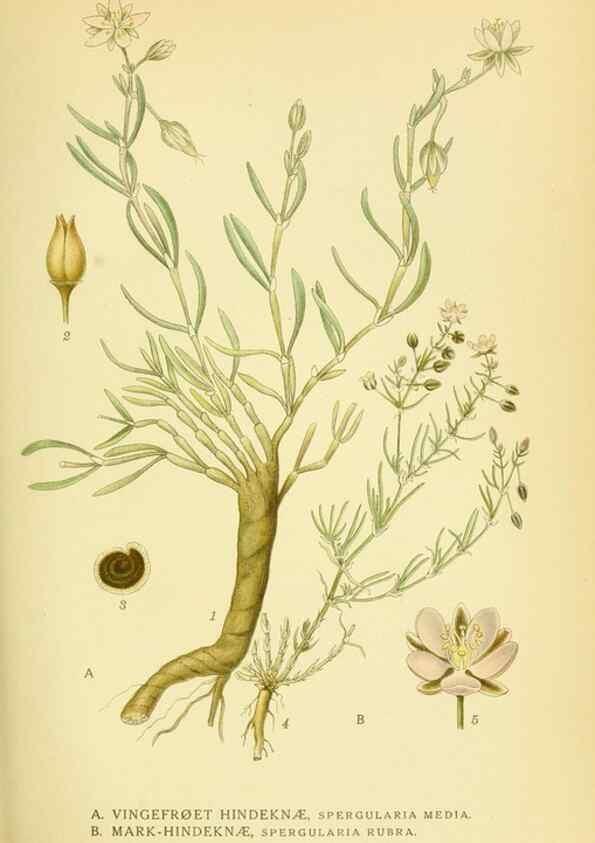 Reproducción/Reproduction 8147591771: Billeder af nordens flora,. København,G.E.C. Gad's forlag,1917-1927.