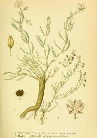 Reproducción/Reproduction 8147591771: Billeder af nordens flora,. København,G.E.C. Gad's forlag,1917-1927.