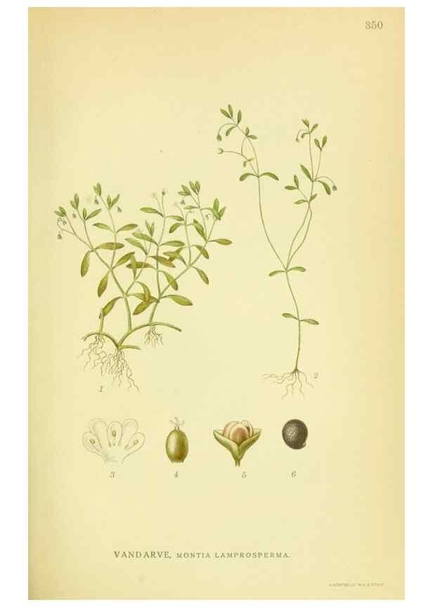 Reproducción/Reproduction 8147624980: Billeder af nordens flora,. København,G.E.C. Gad's forlag,1917-1927.