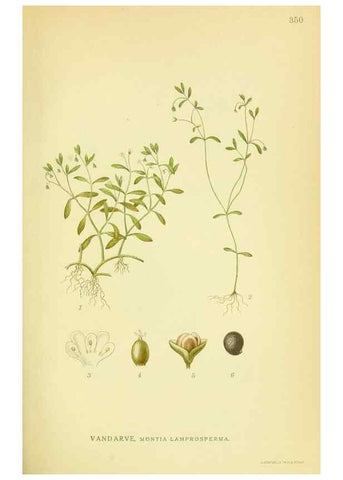 Reproducción/Reproduction 8147624980: Billeder af nordens flora,. København,G.E.C. Gad's forlag,1917-1927.