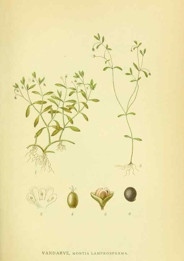 Reproducción/Reproduction 8147624980: Billeder af nordens flora,. København,G.E.C. Gad's forlag,1917-1927.