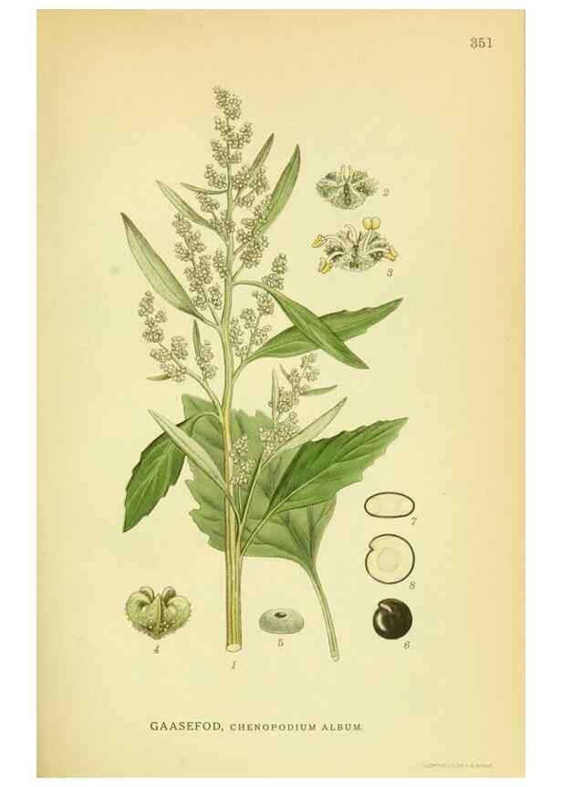 Reproducción/Reproduction 8147592877: Billeder af nordens flora,. København,G.E.C. Gad's forlag,1917-1927.