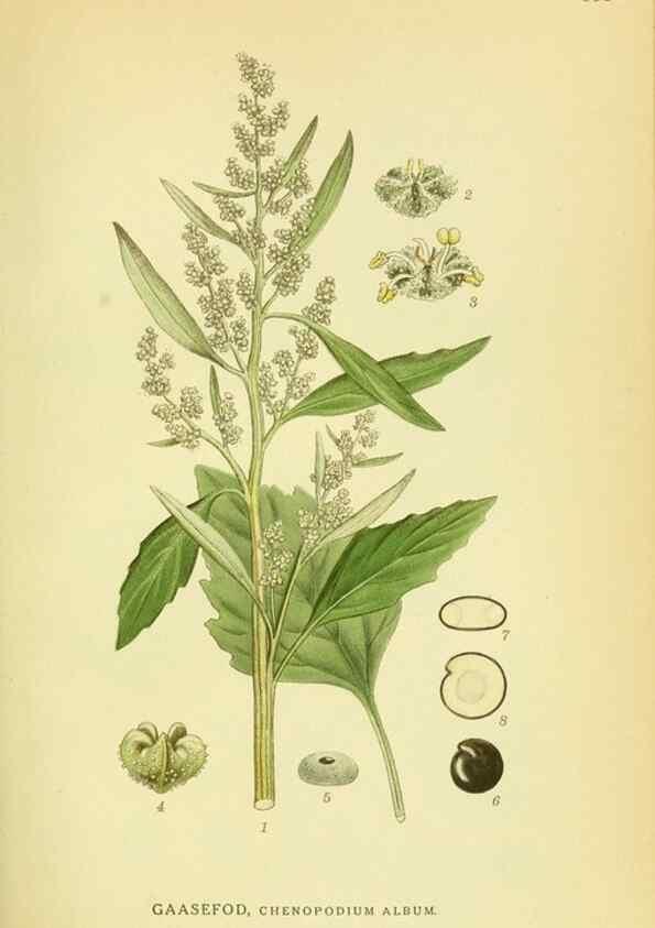 Reproducción/Reproduction 8147592877: Billeder af nordens flora,. København,G.E.C. Gad's forlag,1917-1927.
