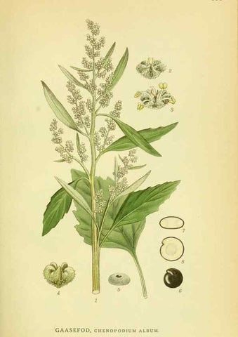 Reproducción/Reproduction 8147592877: Billeder af nordens flora,. København,G.E.C. Gad's forlag,1917-1927.