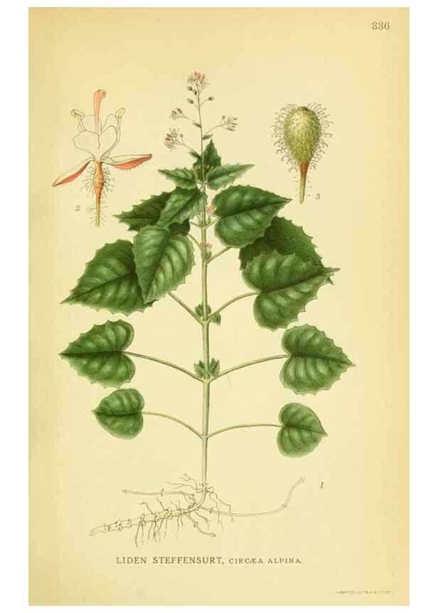 Reproducción/Reproduction 8147585677: Billeder af nordens flora,. København,G.E.C. Gad's forlag,1917-1927.