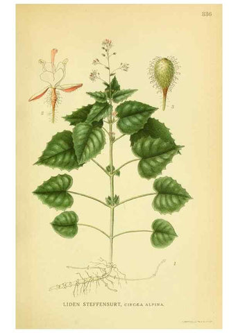 Reproducción/Reproduction 8147585677: Billeder af nordens flora,. København,G.E.C. Gad's forlag,1917-1927.