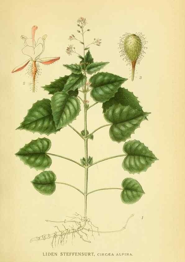 Reproducción/Reproduction 8147585677: Billeder af nordens flora,. København,G.E.C. Gad's forlag,1917-1927.