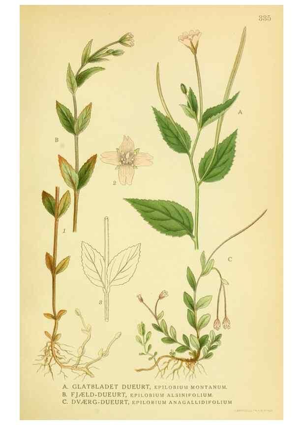 Reproducción/Reproduction 8147617876: Billeder af nordens flora,. København,G.E.C. Gad's forlag,1917-1927.