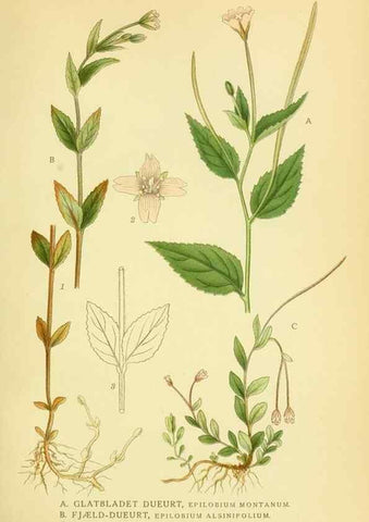 Reproducción/Reproduction 8147617876: Billeder af nordens flora,. København,G.E.C. Gad's forlag,1917-1927.