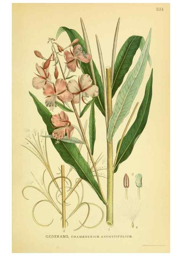 Reproducción/Reproduction 8147584683: Billeder af nordens flora,. København,G.E.C. Gad's forlag,1917-1927.