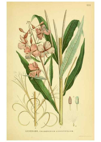 Reproducción/Reproduction 8147584683: Billeder af nordens flora,. København,G.E.C. Gad's forlag,1917-1927.