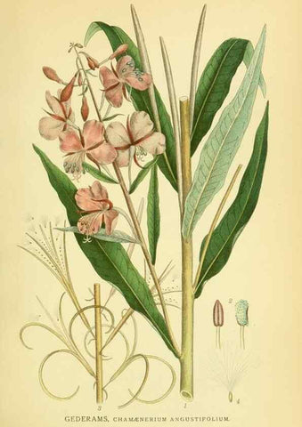 Reproducción/Reproduction 8147584683: Billeder af nordens flora,. København,G.E.C. Gad's forlag,1917-1927.