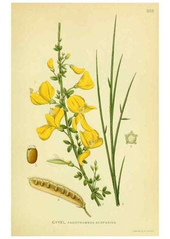 Reproducción/Reproduction 8147616912: Billeder af nordens flora,. København,G.E.C. Gad's forlag,1917-1927.
