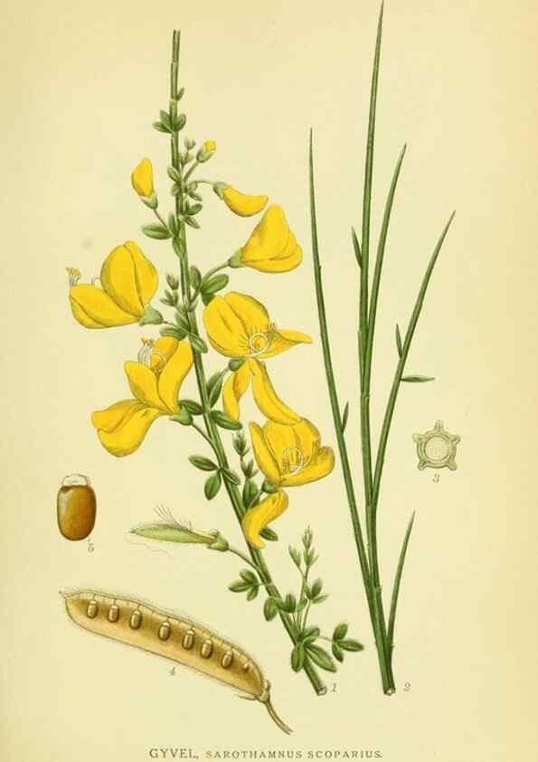 Reproducción/Reproduction 8147616912: Billeder af nordens flora,. København,G.E.C. Gad's forlag,1917-1927.