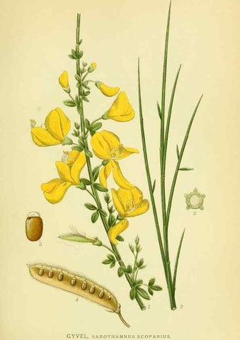 Reproducción/Reproduction 8147616912: Billeder af nordens flora,. København,G.E.C. Gad's forlag,1917-1927.