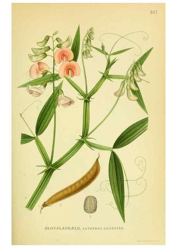Reproducción/Reproduction 8147576809: Billeder af nordens flora,. København,G.E.C. Gad's forlag,1917-1927.